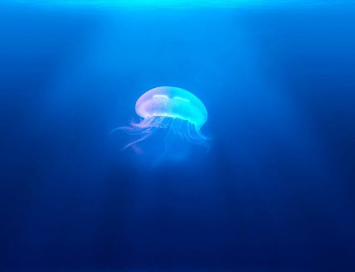 Jellyfish medical findings